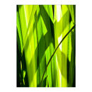 GC.050 Sunlit iris leaves