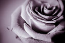 M.70000 Lilac-toned rose