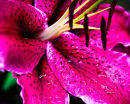 U.80000 Deep pink lily after rain