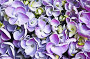 M.80125 Mauve-pink hydrangea florets
