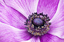 F.30115 Purple anemone