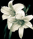 F.50000 Duotone Hemerocallis