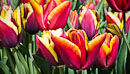 F.130000 Multi-coloured tulips