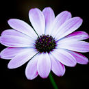 F.80000 Mauve osteospermum