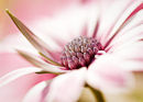 F.20115 Soft pink osteospermum