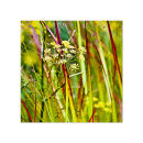 GC.060 Panicum virgatum and fennel