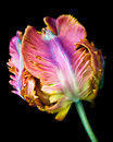 M.60000 Parrot tulip