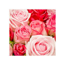 MC.080 Soft pink roses