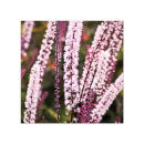 GC.090 Pink spires