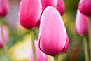 F.150000 Pink tulips after rain