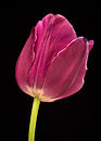 M.40125 Purple tulip
