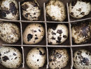 U.50000 Quail eggs