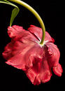 F.60225 Drooping red tulip