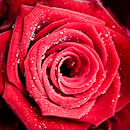 F.190125 Red rose with dewdrops