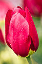 F.100125 Red tulip with raindrops