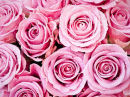 U.40000 Pink roses with water droplets