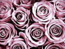 U.60000 Toned roses