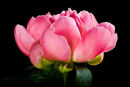 U.30000 Rosy pink peony