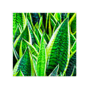 GC.100 Sansevieria