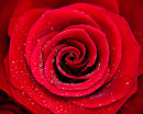 F.70150 Scarlet rose