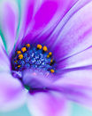 M.120000 Purple osteospermum