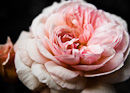 M.50225 Soft English Rose