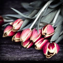 U.20000 Tulips