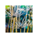GC.120 Winter seedheads