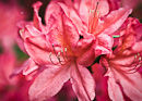 M.30000 Strawberry azalea