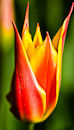 F.120125 Fiery tulip
