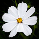 F.160125 White cosmos