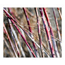 GC.130 Winter stems