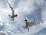 Fighting Terns