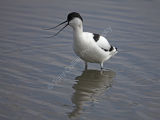 Avocet Calling