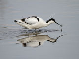 Avocet
