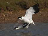 Avocets Mating