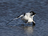 Avocets After Mating