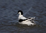Avocet Bathing