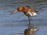 Black Tailed Godwit