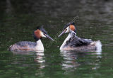 Great Crested Grebes with Fish