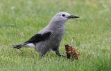 Clark's Nutcracker