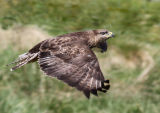 Common Buzzard In Flight