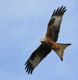 Red Kite