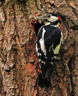 Great Spotted Woodpecker at Nest