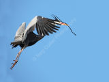 Grey Heron with Twig.