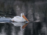 White Pelican