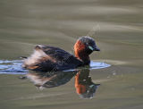 Little Grebe aka Dabchick