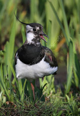Lapwing Calling
