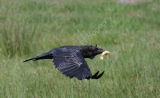 Raven In Flight