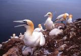 Gannet Colony